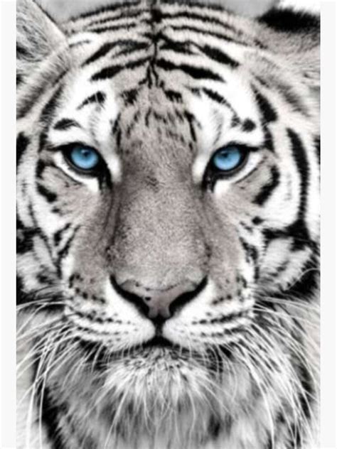 Real White Tiger With Blue Eyes Ubicaciondepersonascdmxgobmx