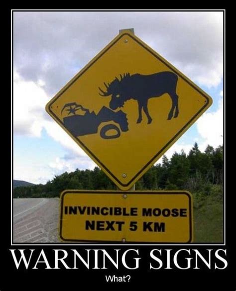 1000 Images About Moose On Pinterest