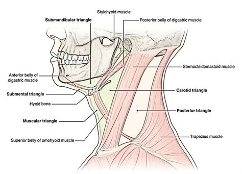 Easy 3 Mins Notes On Suprahyoid And Infrahyoid Muscles Of