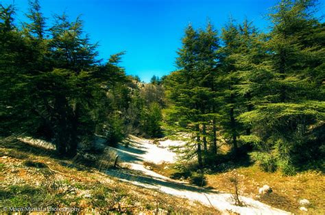 Cedar Arz Forest Lebanon Photo Of Cedar Forests In Leb Flickr