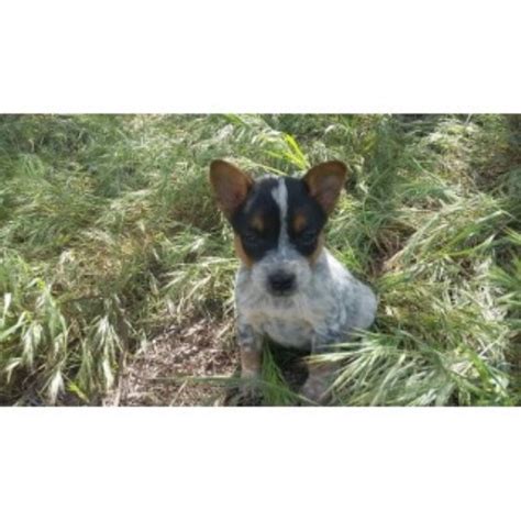 We do not like having multiple litters at the same time and ready to find the perfect puppy? Australian Cattle Dog puppies and dogs for sale and adoption in California | FreeDogListings