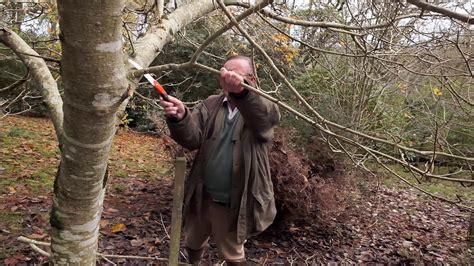Pruning And Shaping Up A Magnolia Burncoose Nurseries Youtube