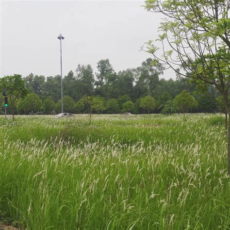Khắp nẻo dâng đầy hoa cỏ may áo em sơ ý cỏ găm đầy lời yêu mỏng mảnh như màu khói, ai biết lòng anh có đổi thay? Top 45 Hình Ảnh Đẹp Về Hoa Cỏ May, Ý Nghĩa Hoa Cỏ May Là Gì?