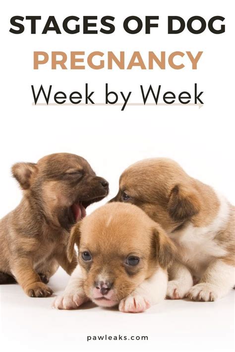 Pregnancy Week By Week Stages Of Dog