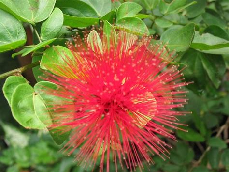 Calliandra Emarginata Commonly Known As Powderpuff Flickr