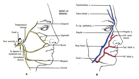 Fig A The Facial Nerve In The Face Variations Are Common But