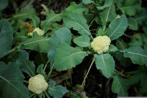 How To Grow Cauliflower From Seed To Harvest A Complete Guide For