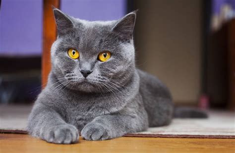 British Shorthair The Ultimate Guide To Their History