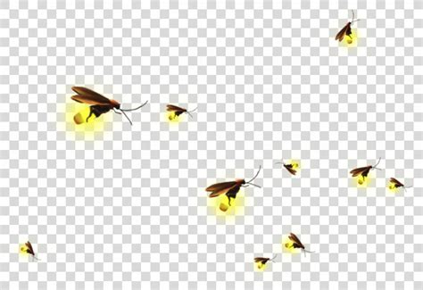 Clip Art Firefly Image Insect Flying Firefly Png