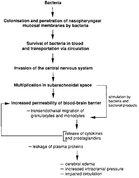 Pathophysiology Of Bacterial Meningitis The Pathophysiology Of Acute