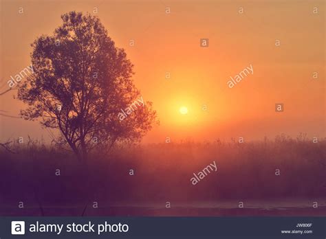 Photo With A Summer Sunrise And A Tree Stock Photo Alamy