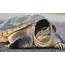 Largest Ever 100 Pound Snapping Turtle Captured Photos Revealed