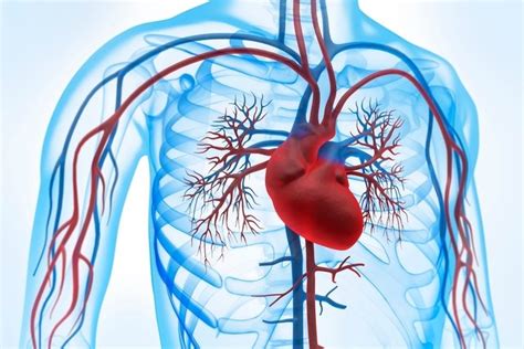 Sistema Cardiovascular Funciones órganos Y Enfermedades Tua Saúde