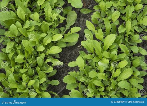 Arugula Growing In The Garden Stock Image Image Of Earth Harvest