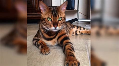Bengal Cat Has Such A Unique Pattern He Looks Like A Mini Tiger Youtube