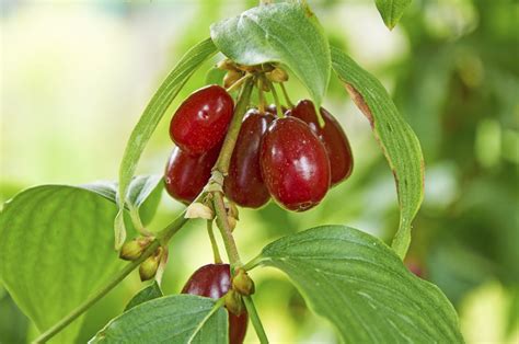 What Is A Cornelian Cherry Plant: Tips On Growing Cornelian Cherries