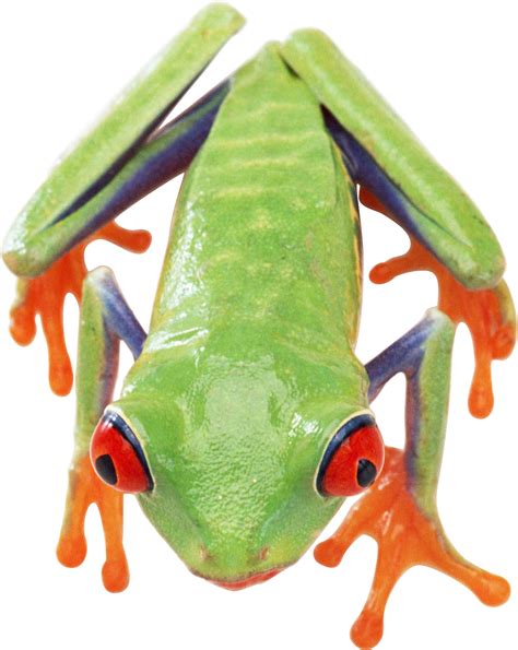 Frog Png Image Transparent Image Download Size 1614x2028px