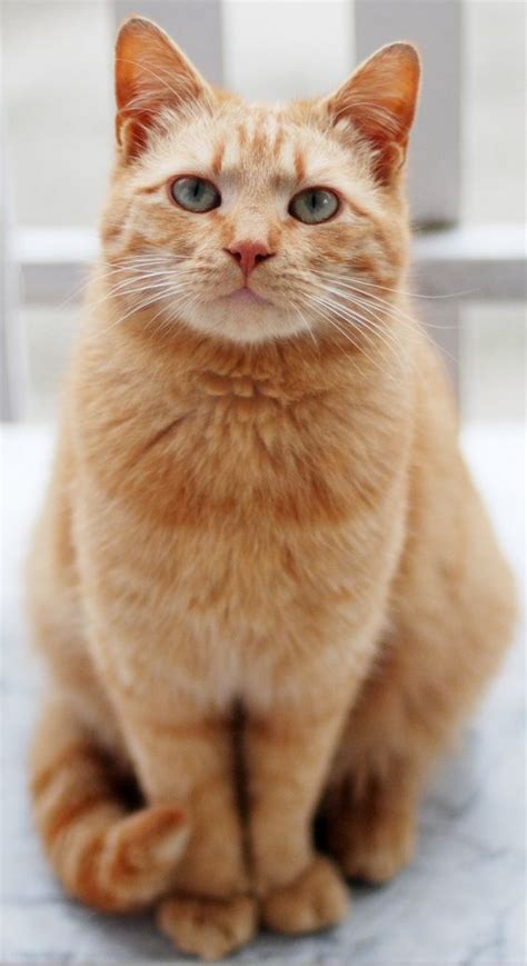 Ginger Cats Are So Beautiful Dont You Think September 1st Is Ginger