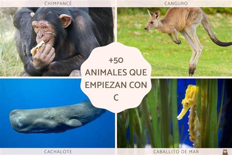 Total 66 Imagen Nombres De Animales Con C Consejotecnicoconsultivo
