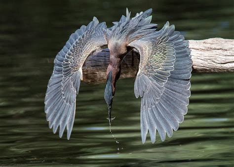 2015 Audubon Photography Awards Top 100 Audubon