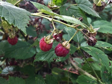 Wild Raspberry Hindberry Raspis Rubus Idaeus