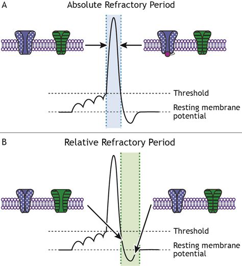 Action Potentials Foundations Of Neuroscience