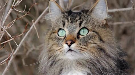 5 Surprising Facts About Norwegian Forest Cats