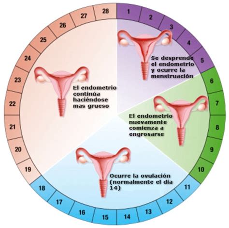 Cuáles Son Los Días Fértiles Remedies For Menstrual Cramps Menstrual