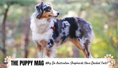 Why Do Australian Shepherds Have Docked Tails The Truth The Puppy Mag