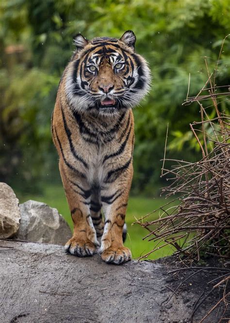 Conservation Project Continues With Arrival Of Two Sumatran Tigers At