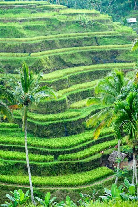 Campo De La Terraza Del Arroz Ubud Bali Indonesia Imagen De Archivo