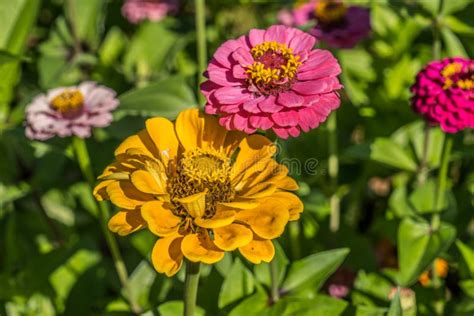 Colorful Zinnias Closeup Stock Photo Image Of Agriculture 217228484