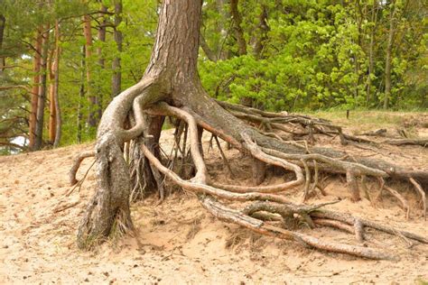 Gnarled Roots Of Pine Tree Stock Image Image Of Travel Landscape