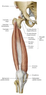 Oberschenkel (Anatomie) - eRef, Thieme