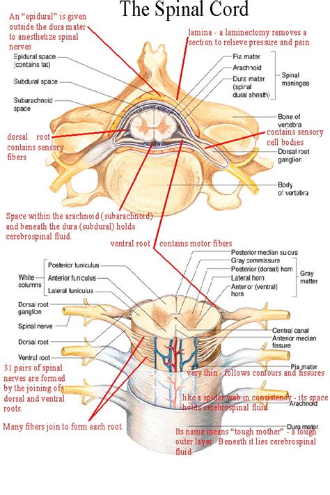 Spinal Cord Anatomy Nerves Impulses Fluid Vertebrae Dermatomes Porn