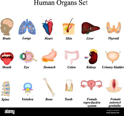 A Set Of Human Organs Brain Heart Lungs Spine Liver Skin Stomach