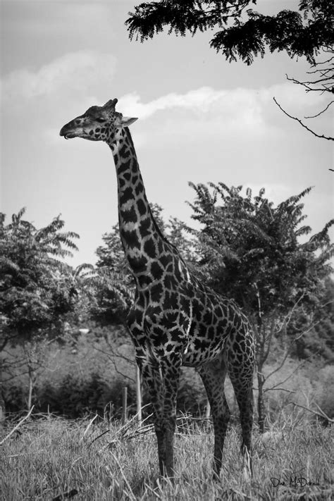 Black And White Giraffe By 5bodyblade On Deviantart