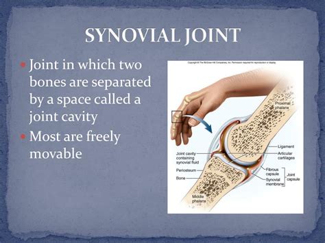 Ppt Synovial Joint Powerpoint Presentation Free Download Id5300719
