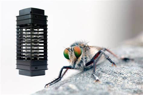 The 10 Best Fly Killers For Home In The Uk For 2024