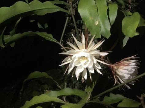 Night Blooming Cereus Is Magical Jennie Ivey