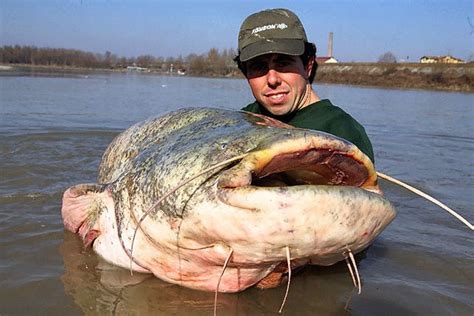 River Monster Possible World Record Sized Wels Catfish Caught In