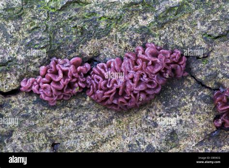 The Jelly Fungus Purple Jellydisc Ascocoryne Sarcoides Stock Photo