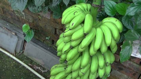 Huge Banana Harvest Youtube
