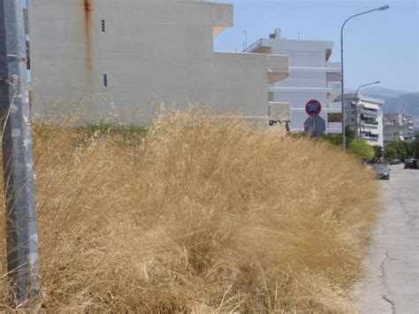 We did not find results for: Δήμος Αχαρνών: Καθαρισμός οικοπέδων από ξερά χόρτα και ...