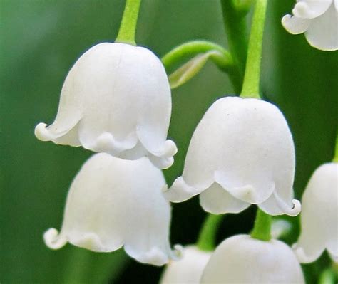 Flower Homes Lily Of The Valley Flowers