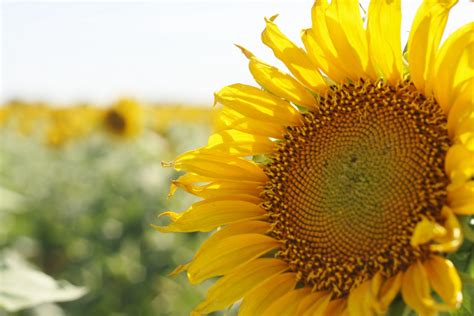 My Big Texas: Sunflowers!