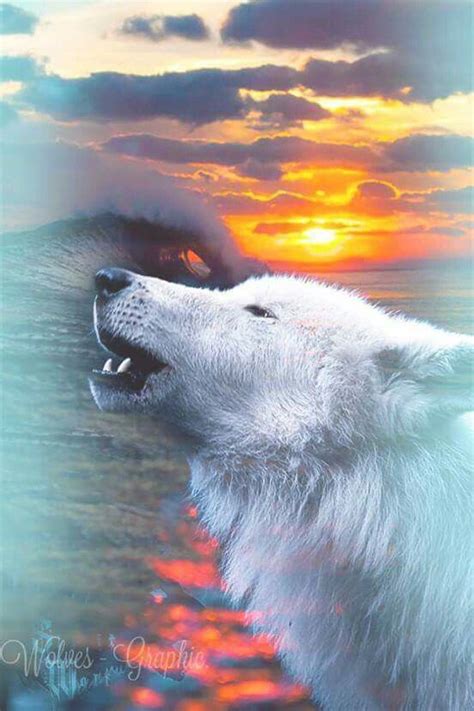 Gorgeous Beautiful Wolves Polar Bear Animals