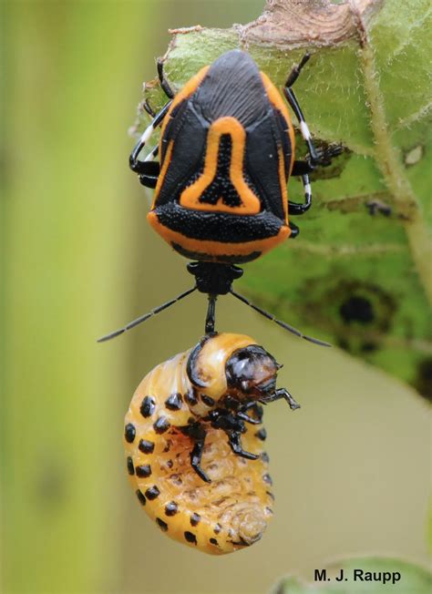 Bugs In Orange And Black Predator And Prey Two Spotted Stink Bug