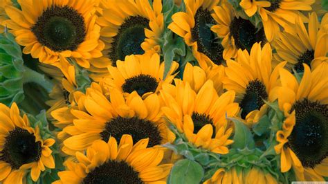 Sunflowers Wallpaper (61+ images)
