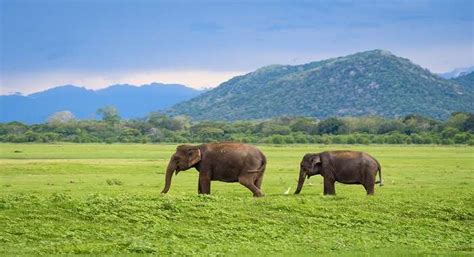 Kaudulla National Park Everything About Sri Lankan Wilds